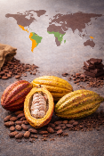 Le cacao : origine, vari�t�s et impact sur le go�t du chocolat